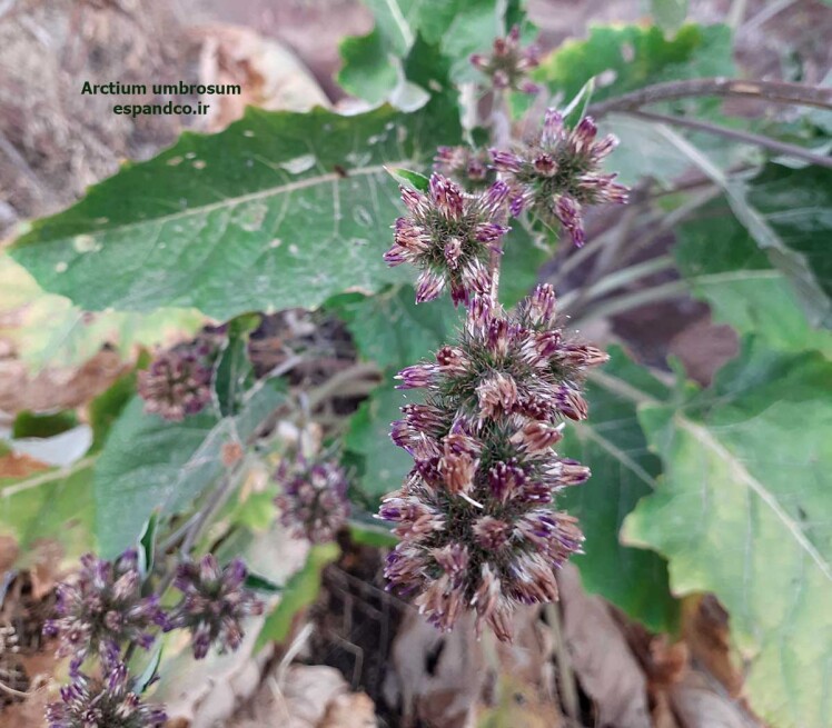 Arctium umbrosum